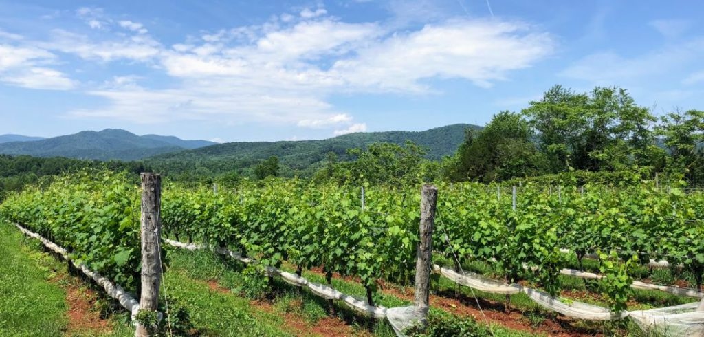 monticello ava virginia blue ridge mountains southwest virginia wine country